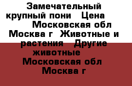 Замечательный крупный пони › Цена ­ 180 000 - Московская обл., Москва г. Животные и растения » Другие животные   . Московская обл.,Москва г.